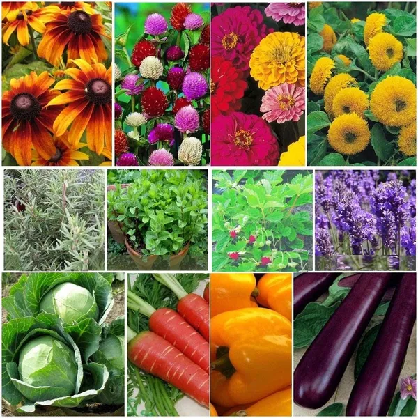 Assorted_Seed_Kit