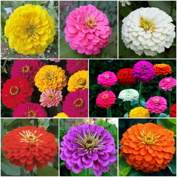 Zinnia_Seed_Kit