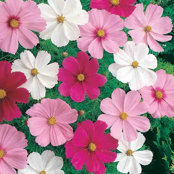 Pack_Of_4_Cosmos_Bipinnatus_Sansation_Mix