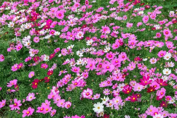 Pack_Of_4_Cosmos_Bipinnatus_Sansation_Mix