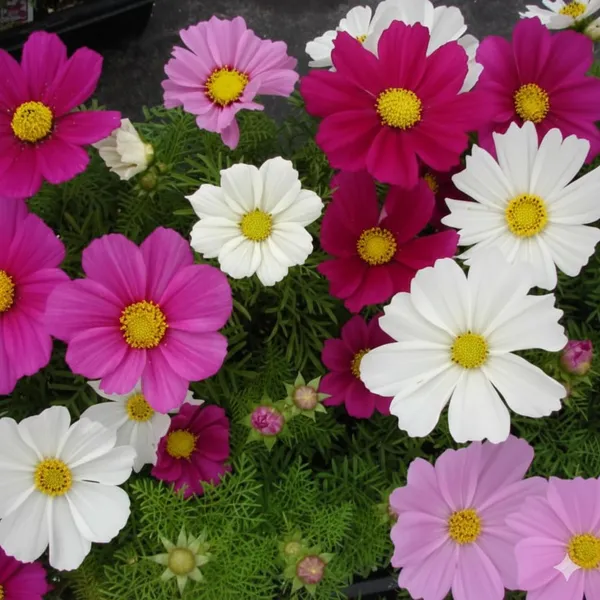 Pack_Of_4_Cosmos_Bipinnatus_Sansation_Mix