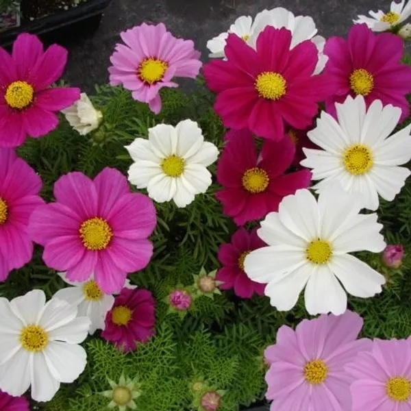 Pack_Of_4_Cosmos_Bipinnatus_Sansation_Mix