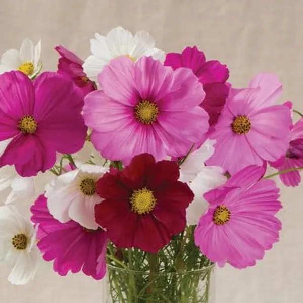 Pack_Of_4_Cosmos_Bipinnatus_Sansation_Mix