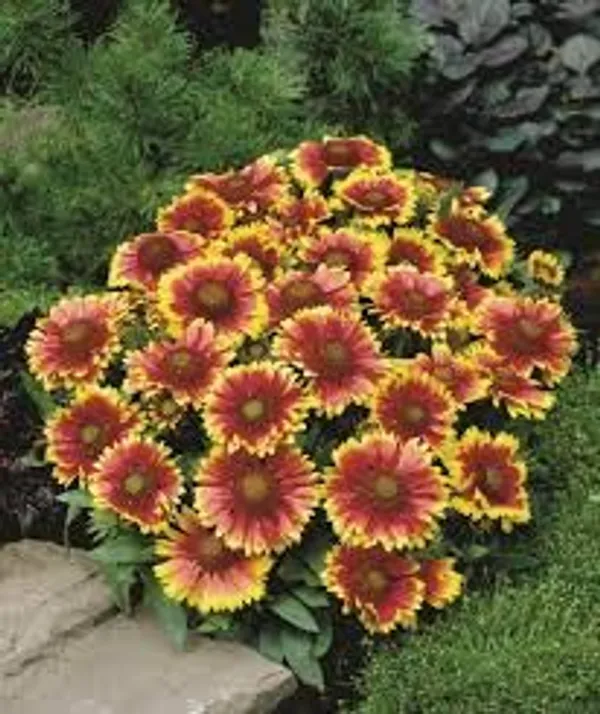 Gaillardia_Aristata_Seeds_-_Pack_Of_4