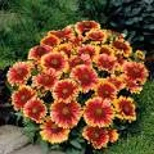 Gaillardia_Aristata_Seeds_-_Pack_Of_4