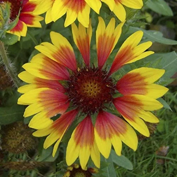 Gaillardia_Aristata_Seeds_-_Pack_Of_4