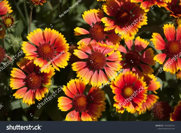 Gaillardia_Aristata_Seeds_-_Pack_Of_4