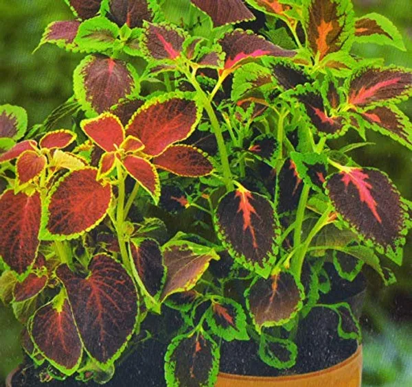 Coleus_Seeds_Premium_Plus_-_Pack_Of_4