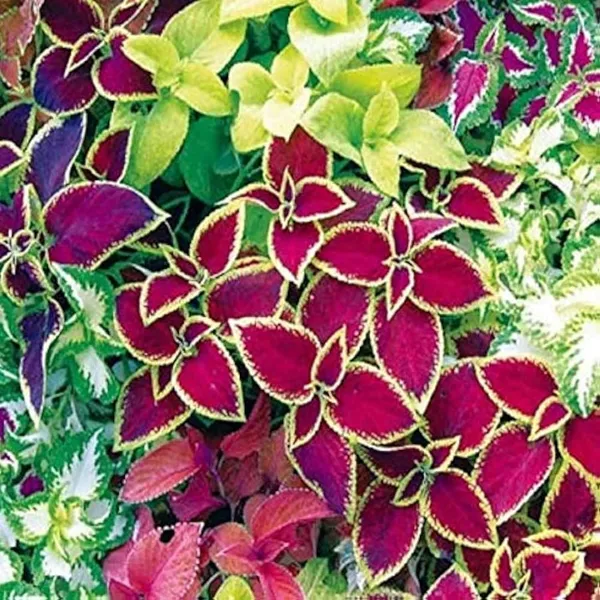 Coleus_Seeds_Premium_Plus_-_Pack_Of_4