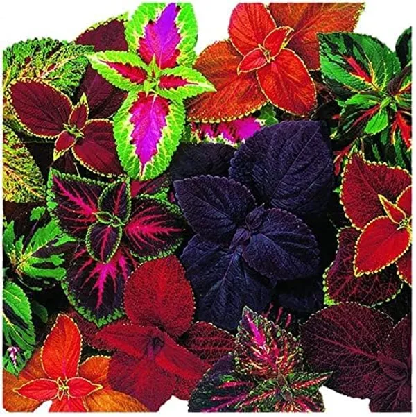 Coleus_Seeds_Premium_Plus_-_Pack_Of_4