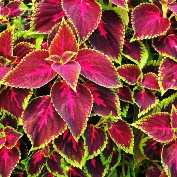 Coleus_Seeds_Premium_Plus_-_Pack_Of_4
