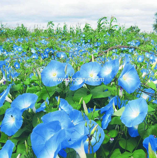 Ipomoea_Blue_Seeds_Pack_Of_4