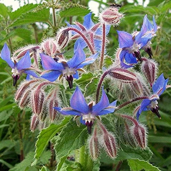 Pack_Of_3_Borage_Seeds