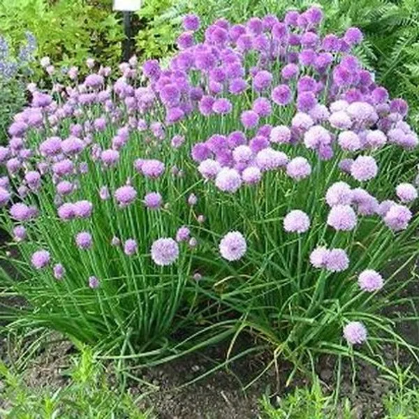 Chive_Seeds_Premium_-_Pack_Of_3