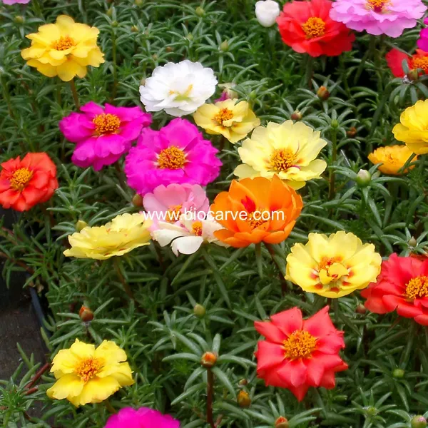 Portulaca_Seeds_-_Pack_Of_3