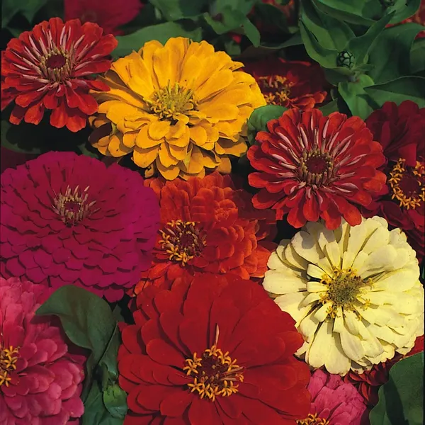 Zinnia_Seeds_-_Pack_Of_2