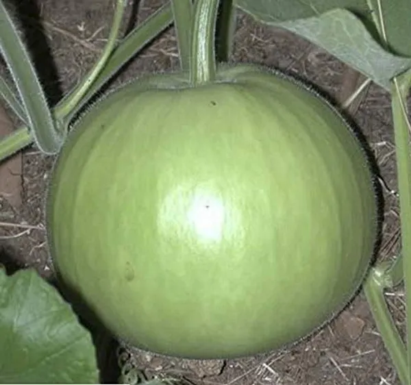 Round_Bottle_Gourd_Seeds_-_Pack_Of_5