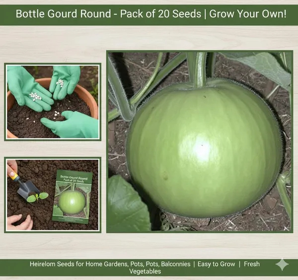 Round_Bottle_Gourd_Seeds_-_Pack_Of_5