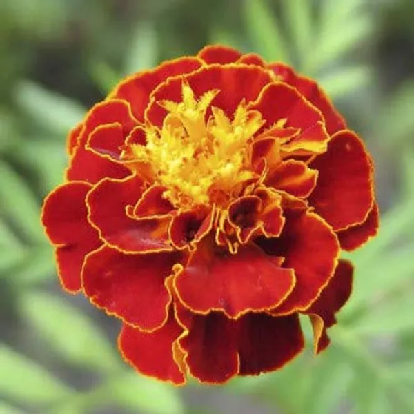 Pack_Of_4_Marigold_Nana_Patula_Flower_Seeds