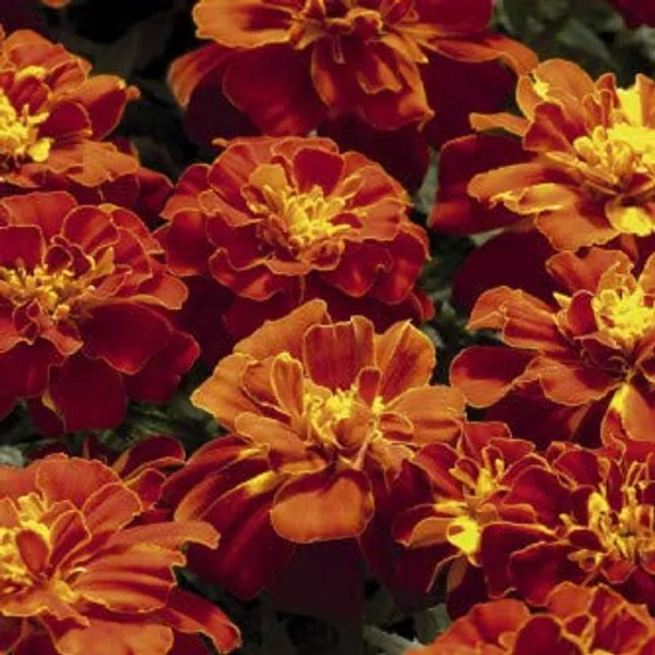 Pack_Of_4_Marigold_Nana_Patula_Flower_Seeds
