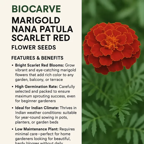 Pack_Of_4_Marigold_Nana_Patula_Flower_Seeds