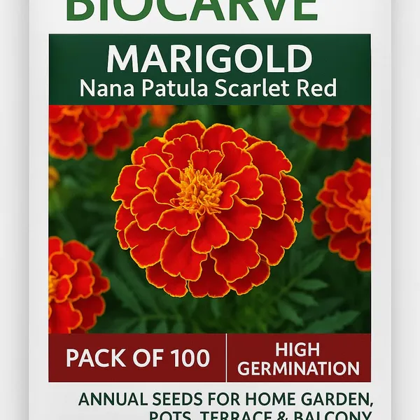 Pack_Of_4_Marigold_Nana_Patula_Flower_Seeds