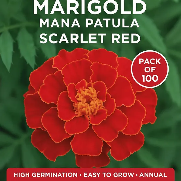 Pack_Of_4_Marigold_Nana_Patula_Flower_Seeds