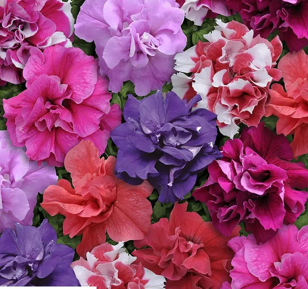 Petunia_Double_Cascade_Mix_Seeds_Premium__Pack_Of_2