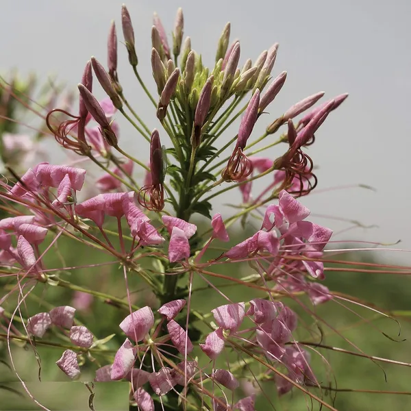 Cleome_Spinosa_Seeds_-_Pack_Of_4