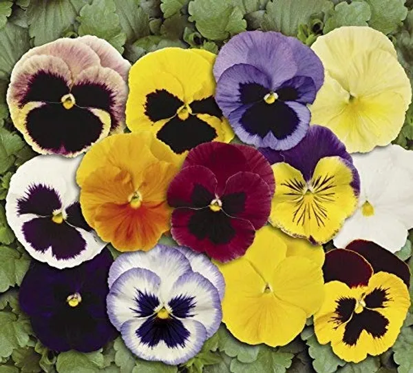 Pansy_Swiss_Giants_Mix__Seeds_-_Pack_Of_3
