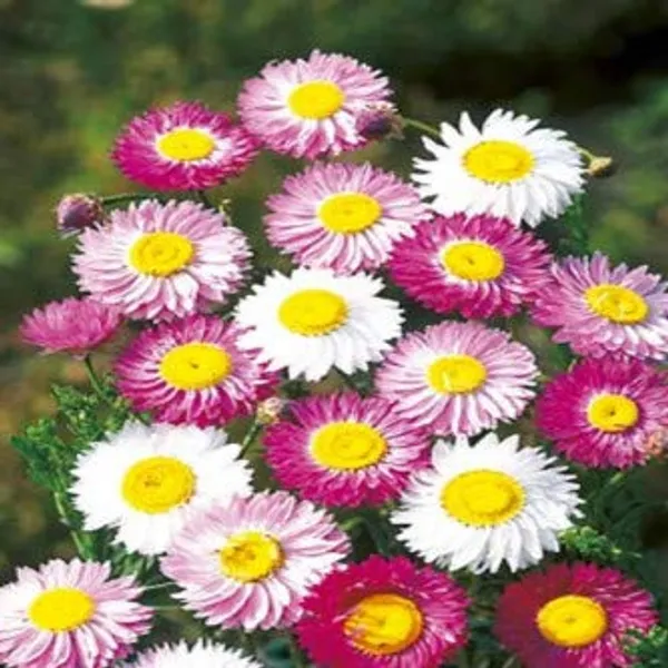Acroclineum_Roseum_Flower_Seeds_-_Pack_Of_4