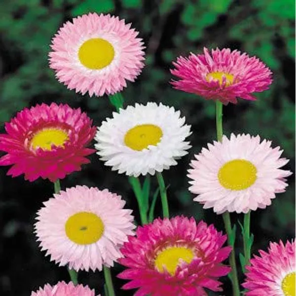 Acroclineum_Roseum_Flower_Seeds_-_Pack_Of_4