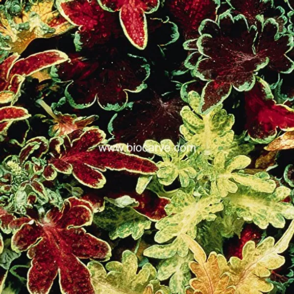 Coleus_Seeds_Premium_-_Pack_Of_2