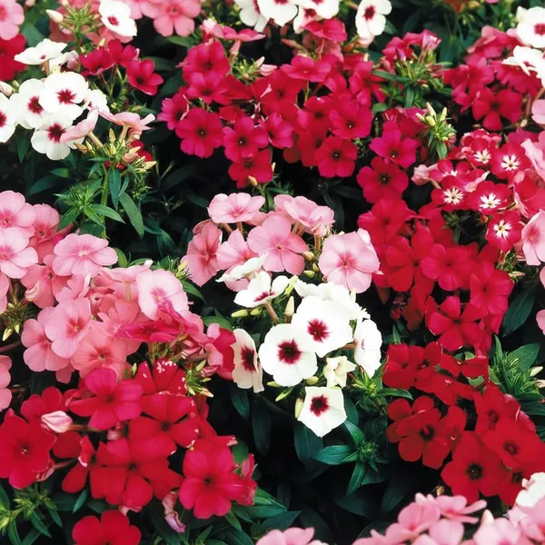 Pack_Of_4_Phlox_Drummondii_Beauty_Mix_Flower_Seeds__