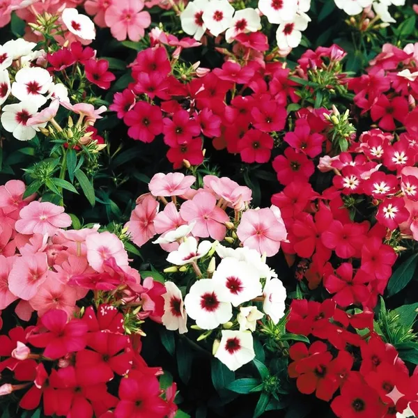 Pack_Of_4_Phlox_Drummondii_Beauty_Mix_Flower_Seeds__