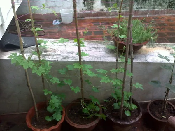 Bitter_Gourd_Seeds__Pack_Of_3