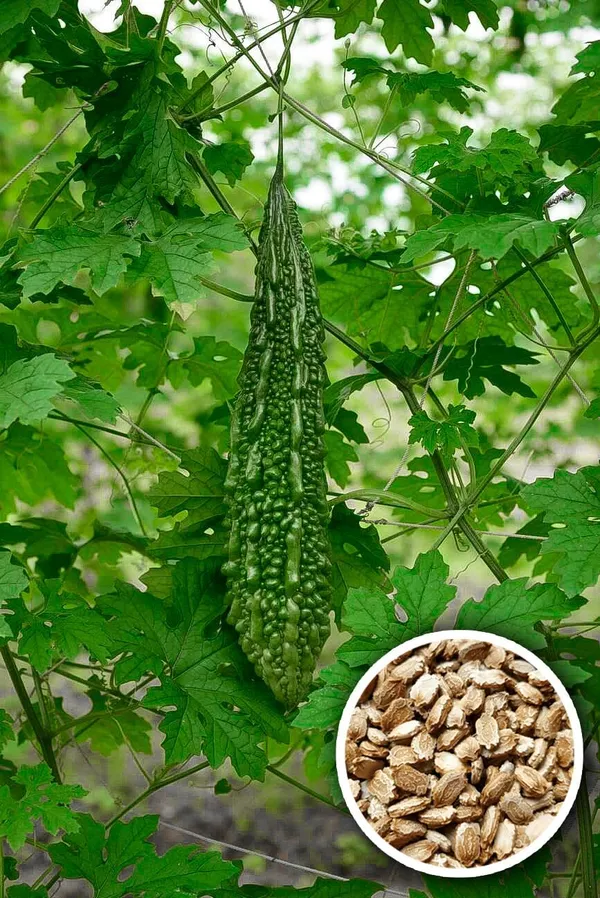 Bitter_Gourd_Seeds__Pack_Of_3