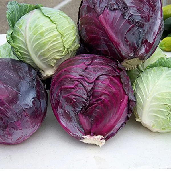 Red_Cabbage_Seeds_-_Pack_Of_5