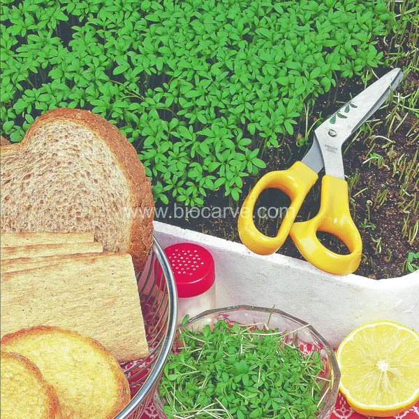 Herb_Cress_Seeds_-_Pack_Of_3