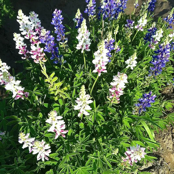 Lupin_Pixie_Delight_Mix_Seeds_-_Pack_Of_4