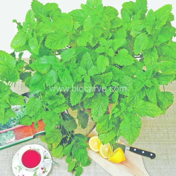 Lemon_Balm_Seeds_-_Pack_Of_3