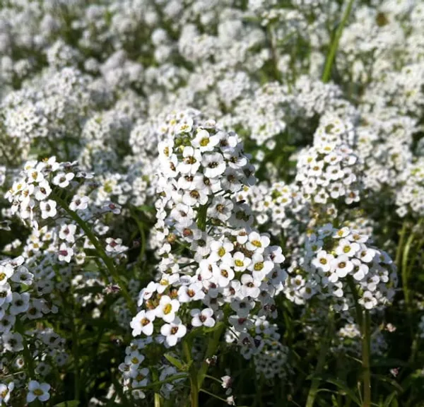 Sweet_Alyssum_Seeds_-_Pack_Of_4