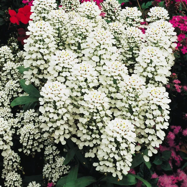 Pack_Of_4_Candytuft_White_Flower_Seeds_Premium
