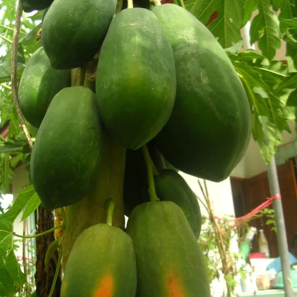 Pack_Of_2_Papaya_Red_Lady_Seeds__