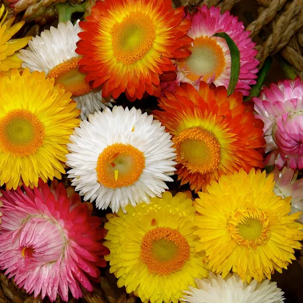 Helichrysum_Songs_Mix_Strawflower_Seeds__Pack_Of_4