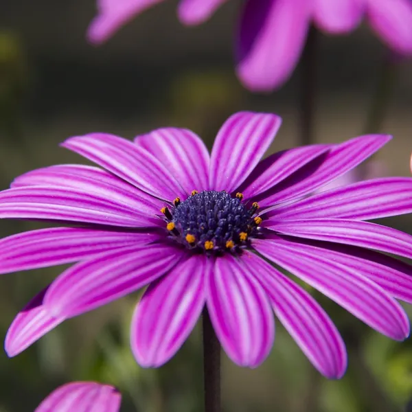 Osteospermum_Ecklonis_Seeds_-_Pack_Of_4