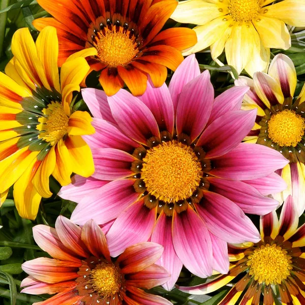 Gazania_Sunshine_Seeds__Pack_Of_4