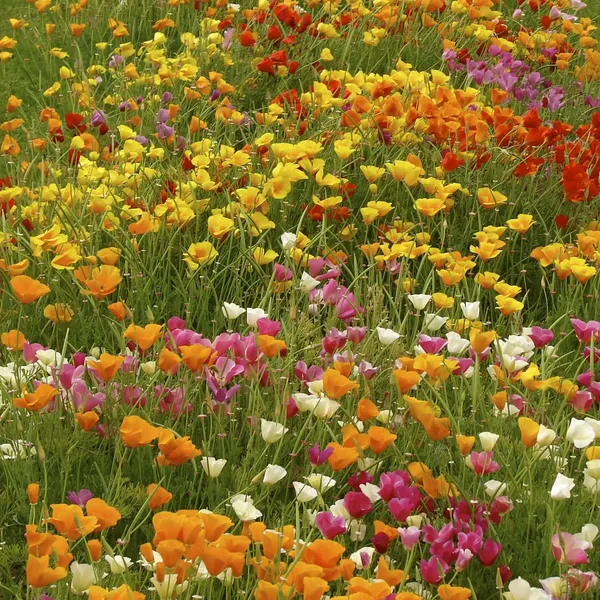 California_Poppy_Mix_Seeds_-_Pack_Of_4