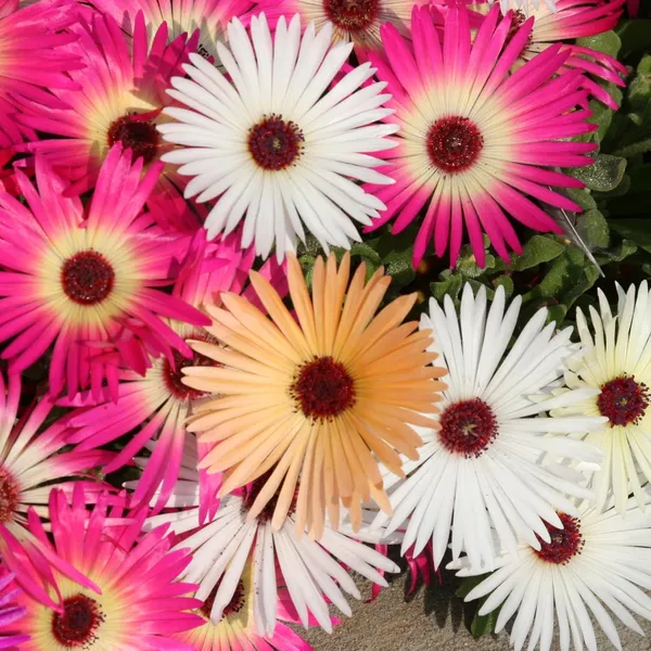 Mesembryanthemum_Burf_Mix_Seeds__Pack_Of_4