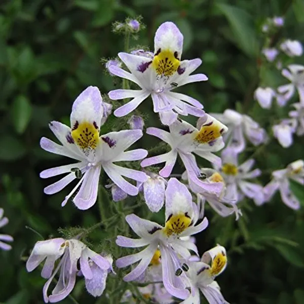 Schizanthus_Pinnatus_Seeds_-_Pack_Of_4
